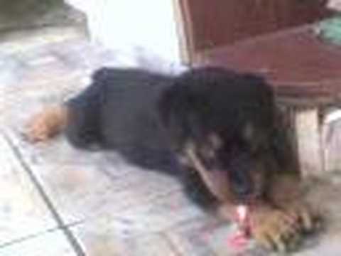 rottwiler