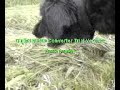 vegetarian dog
