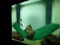 Ponte n�on rose (Hemigrammus erythrozonus)