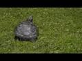 ho trovato una tartaruga/I've found a turtle