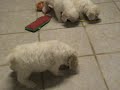 Male Cockabichon puppies for sale! Non shedding!!