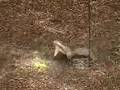 videos de Squirrel Fishing