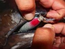 相模湾のキハダマグロ入れ食い:大磯港(邦丸、六熊丸)