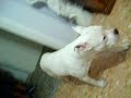 american staffordshire terrier