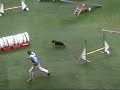 Bloopers Agility Helsinki 2008 Bloopers Agility Helsinki 2008