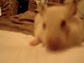 lo siento,profesora, pero mi hamster comio mi tarea