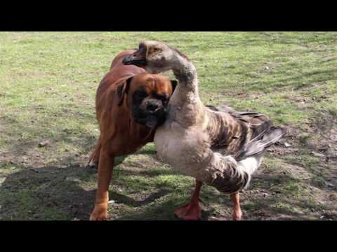 Сказки на ночь 09 октября 2016.