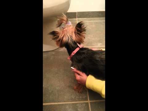 how to relieve reverse sneezing