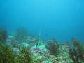 videos de PG@Life is.....Diving