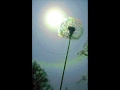 Flowers 2