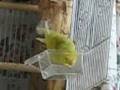 Parakeet taking a bath