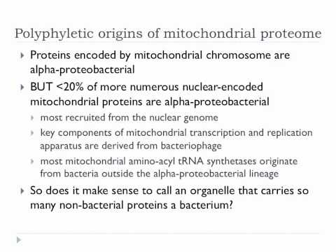 Time to recognise that mitochondria are bacteria?