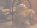 videos de El fantasma koster