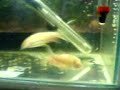 Depunere Corydoras