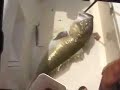 Golden Tile Fish Fishing