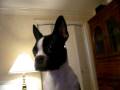 Bella & Capt Tubbs barking fit