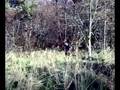 videos de esimene kuftitrenn