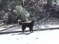 three women decided to take a walk. as they passed by my crazed neighbor's house--bear (the dog that she claims is sweet), broke a heavy chain and chased the ladies up the sidewalk.

sorry about the shaky video. the sunlight was in my eyes and it blocked the lcd screen.

the three women were terrified but not hurt by the dog thankfully.

dog had been in my yard after my cats, and keeps lingering around my property, unleashed, three times in one day.

after the dog chased the ladies...one of them got in her car and drove down to the house looking for the owner. the lady was smart enough to stay in the car after confronting mrs. psycho.

the end of the video is the crazy lady and her son who does not seem to attend any school (none of her kids do).

it's hard to hear her, but i can hear her say that people are blaming her and her dog for the nuisance and that there's a 