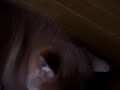 柴犬動画