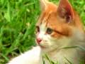 videos de Kitten Corner HD Nintendo DSi video game trailer
