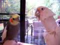 Sunny, the talking cockatiel 2