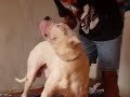 Ziron, o dogo argentino que levou 8 tiros precisa de um lar!