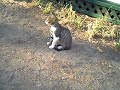 Katze im Countryclub Castelfusano (Rom)