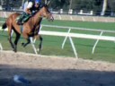 BVS Workout: SweetSouthernStar at Tampa Bay Downs Jan08 BVS Workout: SweetSouthernStar at Tampa Bay Downs Jan08