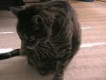 Party Cat in Action Part 1