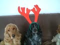 3 Cocker Spaniels And A Santa Hat 3 Cocker Spaniels And A Santa Hat