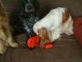 3 Cocker Spaniels And A Santa Hat