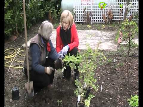 how to grow aquilegia