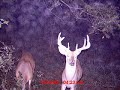deer cam late august