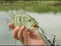 Pesca e Lazer Programa 2 - Pesca Pescaria em Fama parte 2