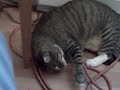 MY CAT SLEEPING