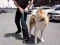 Akita Inu video
