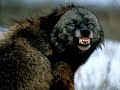 Wolf Sounds 2 *Growling* Wolf Sounds 2 *Growling*
