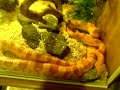 Screenshot From Youtube