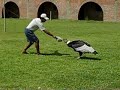 A Condor Trying to Eat a Football
