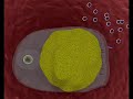 ultrasuoni-ultrasuoni-ultrasuoni.html