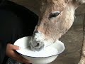 Esel als Touristen-Attraktionen