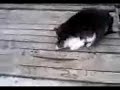 Tomita-motanul fierbinte cu alt motan!!!!!!!!!!!1
