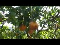 I appeal for the nature- Apelo pela natureza