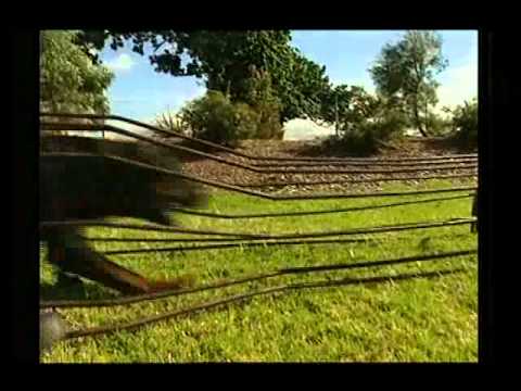 rottweiller