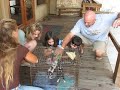 Kids Feeding Baby Wild Hogs Kids Feeding Baby Wild Hogs
