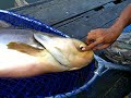 Mekong Giant Catfish Mekong Giant Catfish