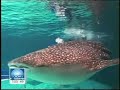 the beginning clip of the today show live from georgia aquarium.