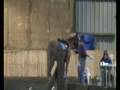 videos de BHS trec mccauly manor farm 22nd november