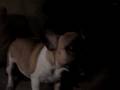 Tyson scary dog!!!
