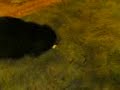 my rabbit playing my rabbit playing